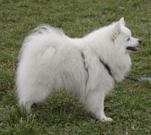Obrazek